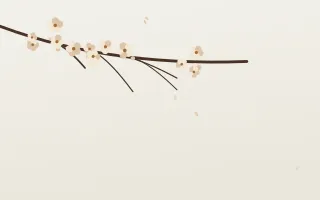 Magnolia Cream — light beige and white blossom background