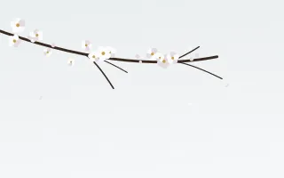 White Plum — light white blossom background
