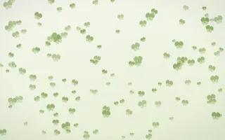 Matcha Latte Butterflies Dense — light green and white butterfly background