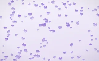 Wisteria Butterflies Dense — light purple and white butterfly background