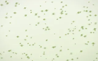 Matcha Latte Planets Dense II — light green and white celestial background, variation II