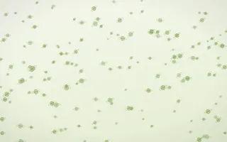Matcha Latte Planets Dense III — light green and white celestial background, variation III