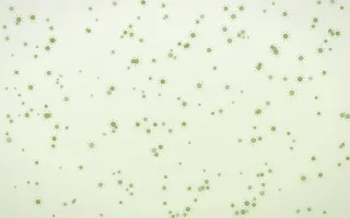 Matcha Latte Suns Dense III — light green and white celestial background, variation III