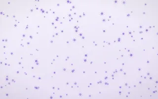 Wisteria Suns Dense — light purple and white celestial background