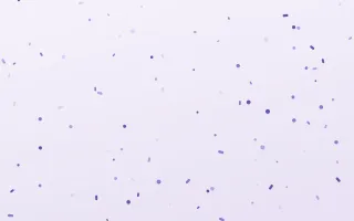 Lavandin Fête — light purple and white confetti background