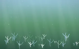 Clear Day Coral Reef III — light blue and green coral reef background, variation III