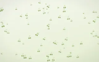 Matcha Latte Cherries — light green and white cute background