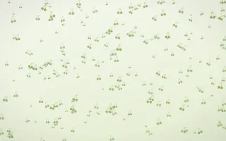 Matcha Latte Cherries Dense — light green and white cute background