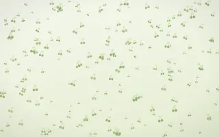 Matcha Latte Cherries Dense II — light green and white cute background, variation II
