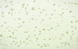 Matcha Latte Cherries Dense III — light green and white cute background, variation III