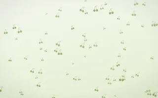 Matcha Latte Cherries III — light green and white cute background, variation III