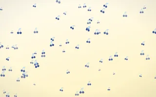 Navy Cream Cherries — light blue and white cute background