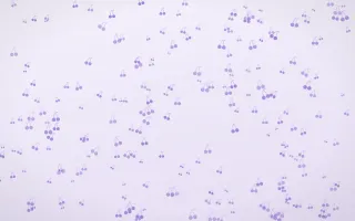 Wisteria Cherries Dense — light purple and white cute background