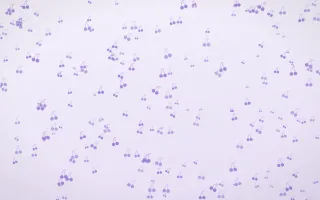 Wisteria Cherries Dense II — light purple and white cute background, variation II
