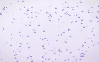 Wisteria Cherries Dense III — light purple and white cute background, variation III