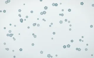 Coastal Fog Blooms II — light blue and white floral background, variation II