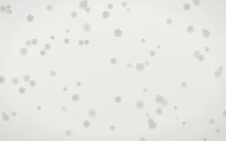 Fogline Blooms — light grey, orange and white floral background