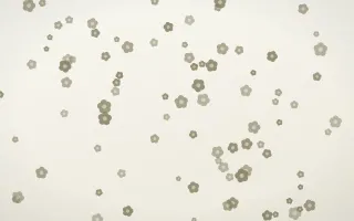 Fresh Linen Blooms II — light yellow and white floral background, variation II