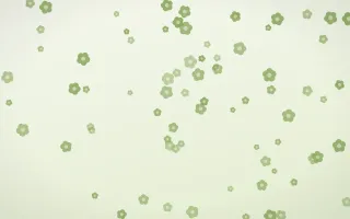 Matcha Latte Blooms — light green and white floral background