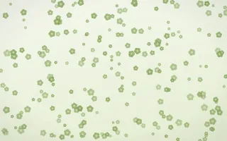 Matcha Latte Blooms Dense III — light green and white floral background, variation III