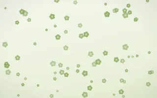Matcha Latte Blooms II — light green and white floral background, variation II