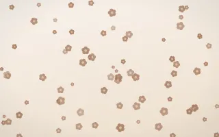 Mocha Milk Blooms — light orange and white floral background