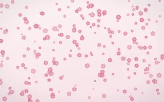 Rosewater Blooms Dense III — light pink and white floral background, variation III