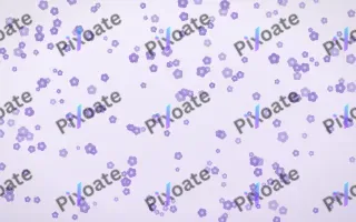 Wisteria Blooms Dense — light purple and white floral background