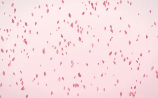 Cherry Soda Leaves Dense — light red and white floral background
