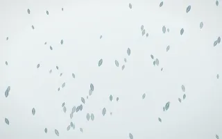 Coastal Fog Leaves III — light blue and white floral background, variation III