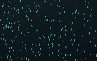 Midnight Garden Leaves Dense III — dark green and black floral background, variation III