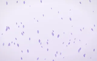 Wisteria Leaves — light purple and white floral background
