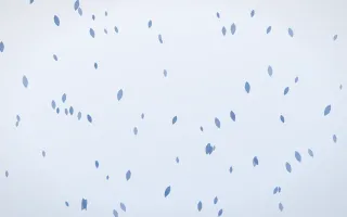 Denim Day Petals — light blue and white floral background