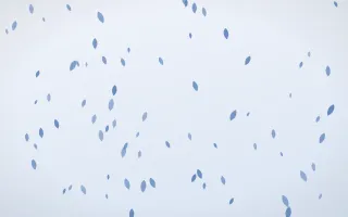 Denim Day Petals II — light blue and white floral background, variation II
