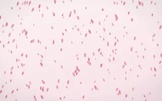 Rosewater Petals Dense — light pink and white floral background