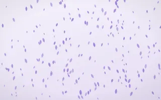 Wisteria Petals Dense — light purple and white floral background