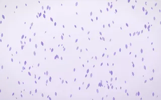 Wisteria Petals Dense III — light purple and white floral background, variation III