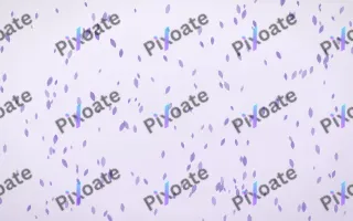 Wisteria Petals Dense III — light purple and white floral background, variation III