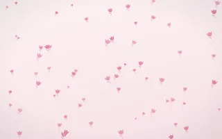 Rosewater Tulips — light pink and white floral background