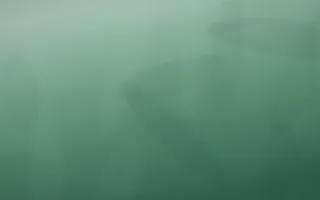 Emerald Mist Plaster VIII — dark green plaster wall background, variation VIII
