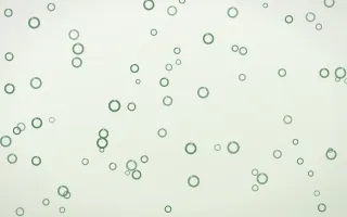 Forest Cream Rings II — light green and white playful background, variation II