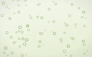 Matcha Latte Rings — light green and white playful background