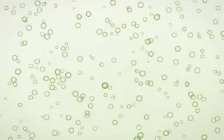Matcha Latte Rings Dense — light green and white playful background