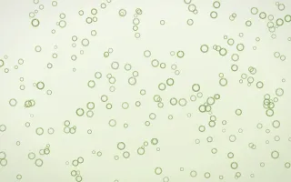 Matcha Latte Rings Dense II — light green and white playful background, variation II
