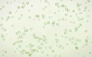 Matcha Latte Rings Dense III — light green and white playful background, variation III