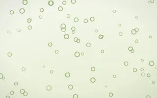 Matcha Latte Rings II — light green and white playful background, variation II