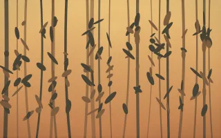 Autumn Glow Rainforest III — colourful orange, brown and grey rainforest background, variation III