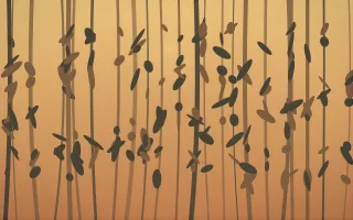 Autumn Glow Rainforest VI — colourful orange, brown and grey rainforest background, variation VI