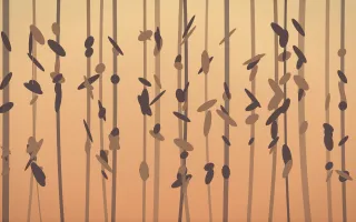 Golden Hour Rainforest II — colourful orange and pink rainforest background, variation II
