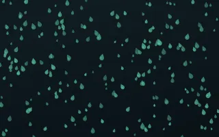 Midnight Garden Raindrops Dense — dark green and black weather background